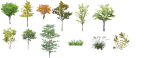PNG trees